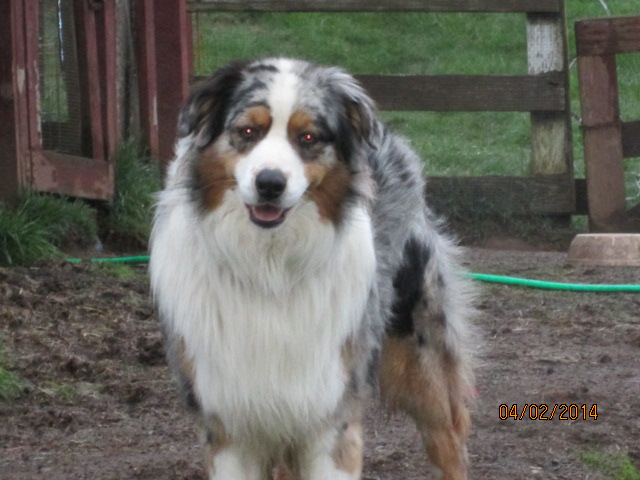 Australian Shepherds 